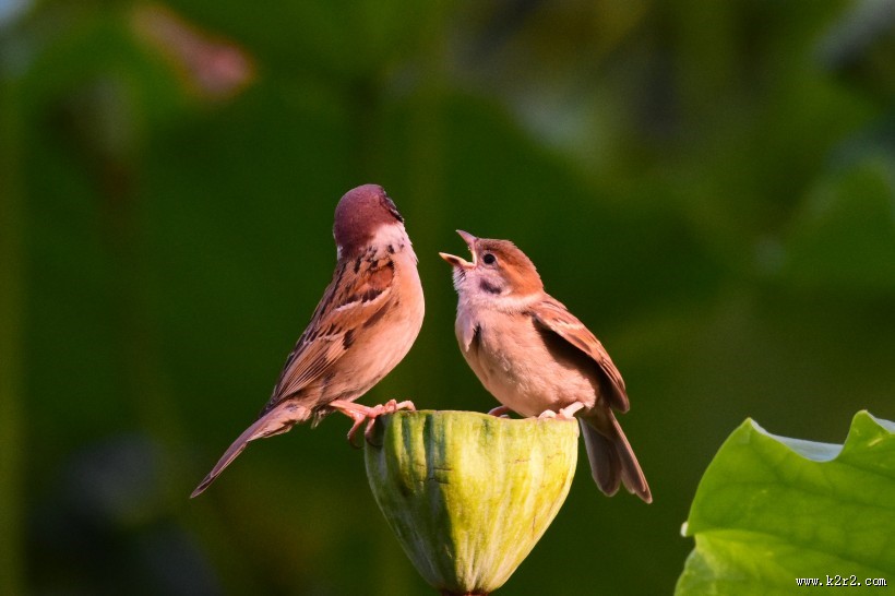 莲蓬上的一对小麻雀图片