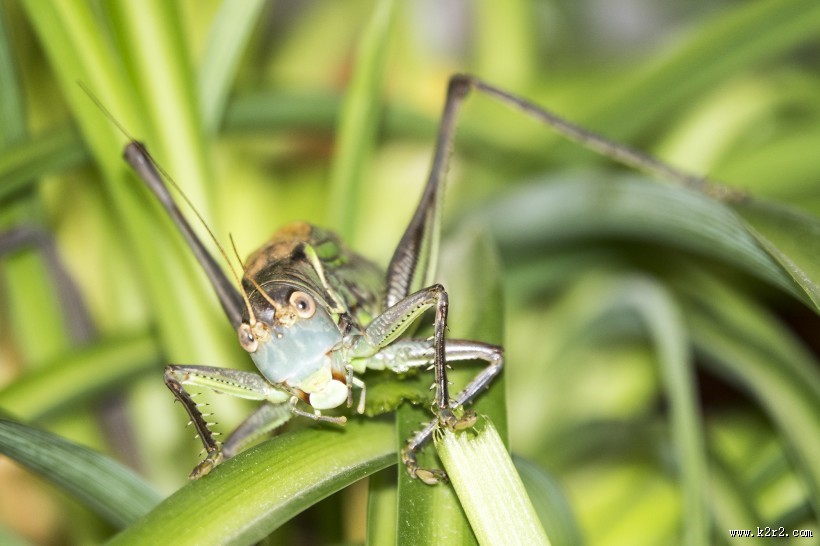 蝈蝈图片大全