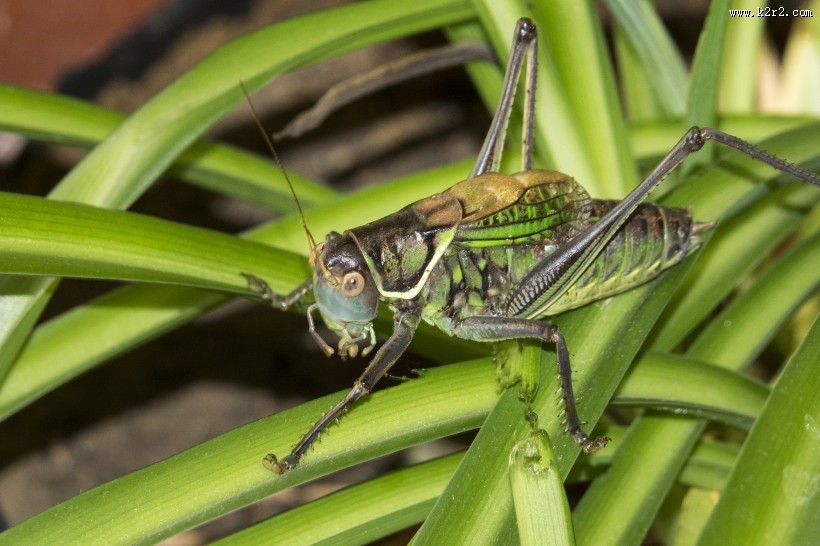 蝈蝈图片大全