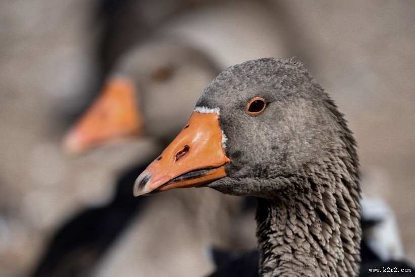白额雁图片大全