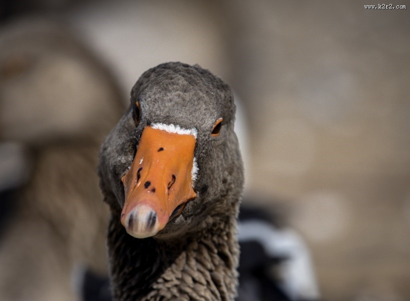 白额雁图片大全
