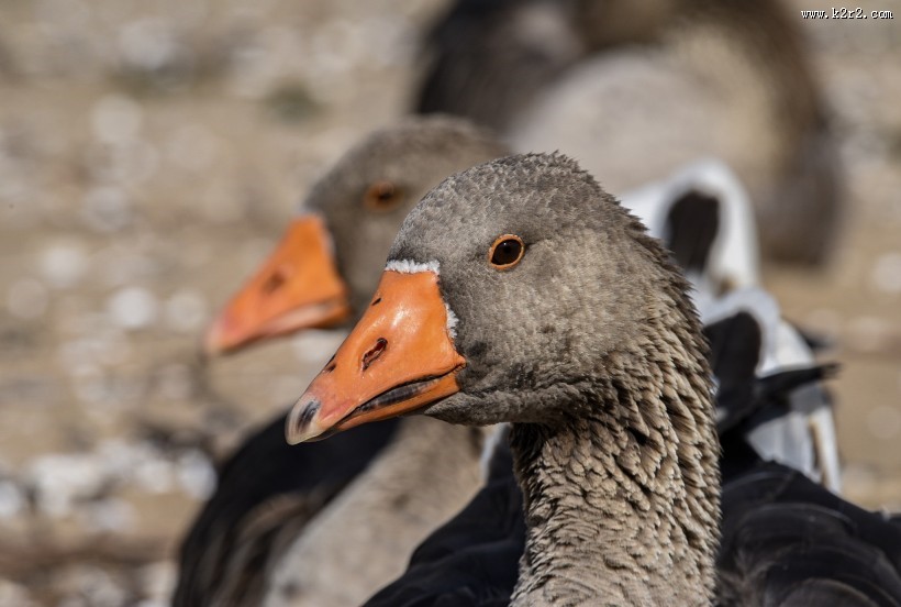 白额雁图片大全