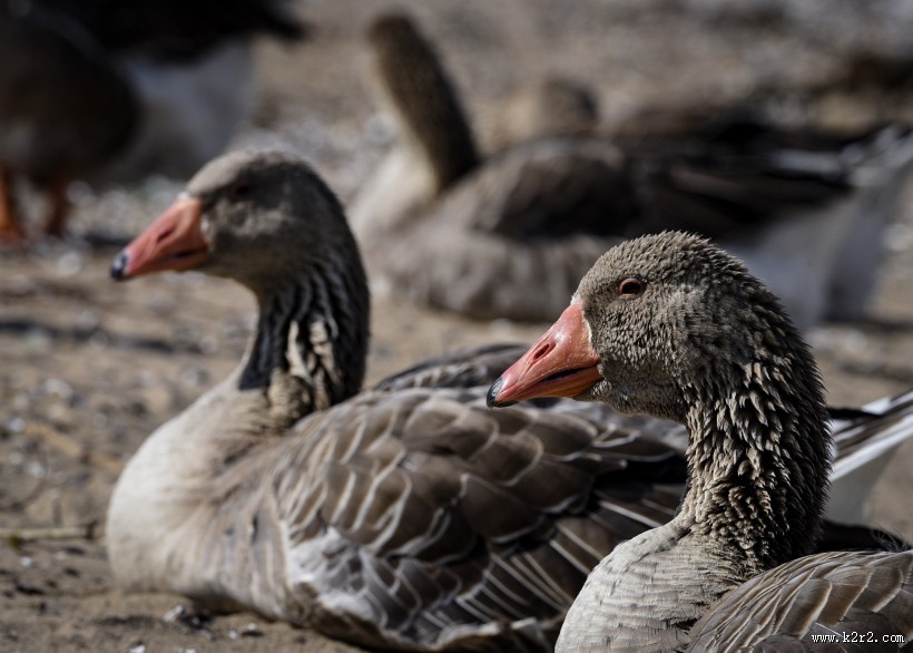 白额雁图片大全