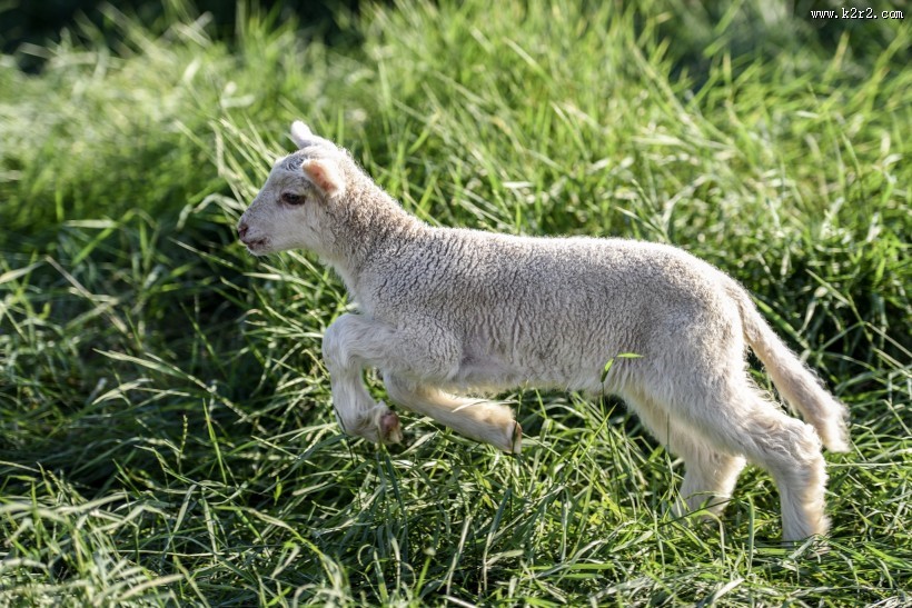 草地里的小羊图片