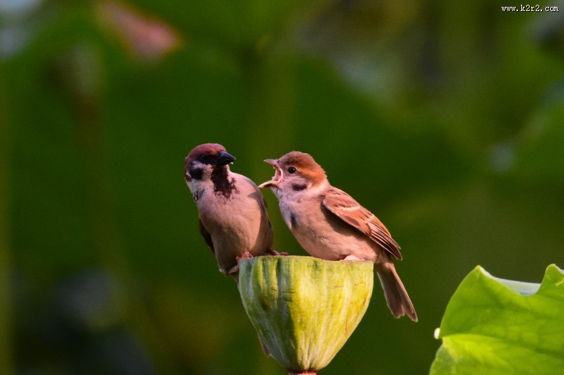 莲蓬上的一对小麻雀图片