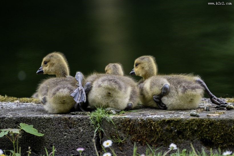 黑雁幼鸟图片大全