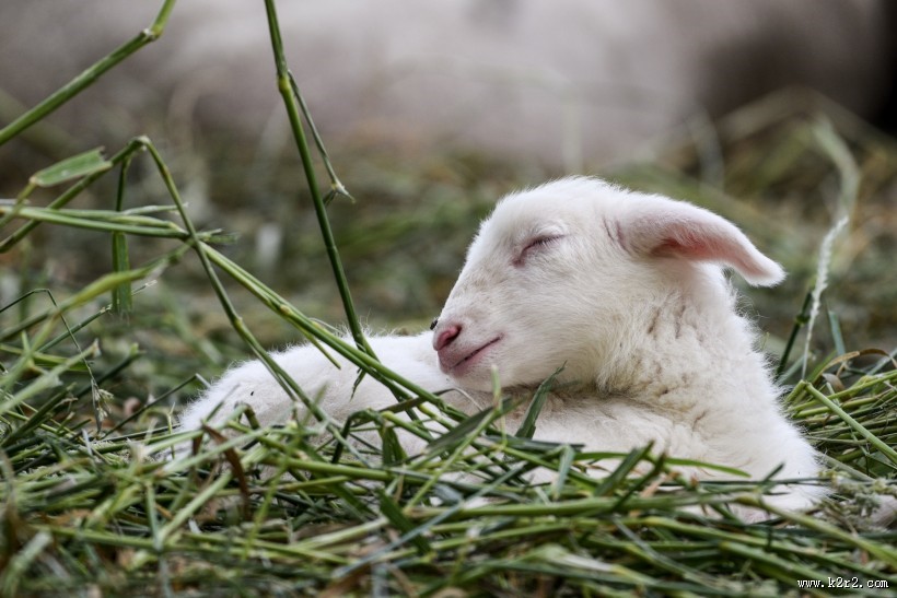 草地里的小羊图片