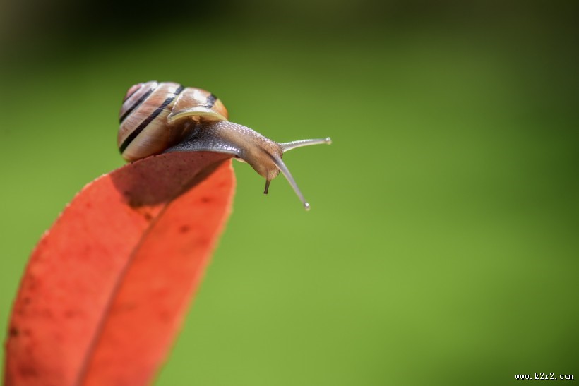 蜗牛图片大全