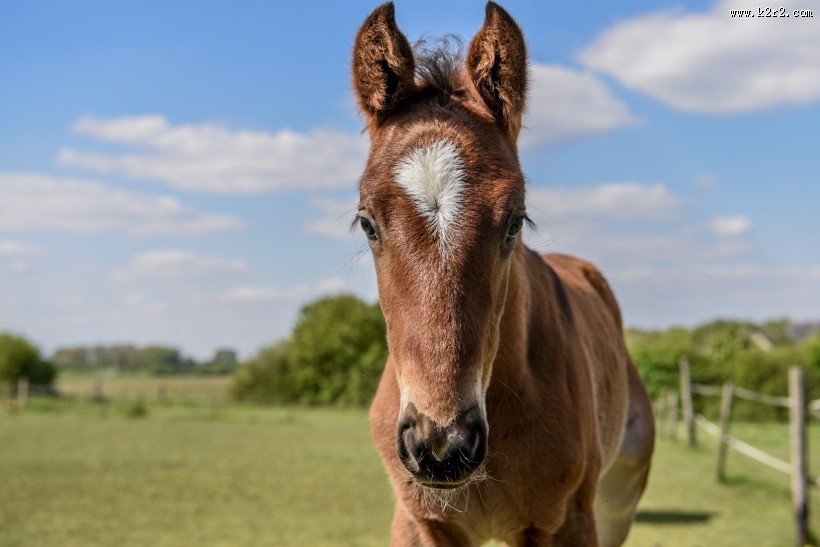 可爱的小马图片