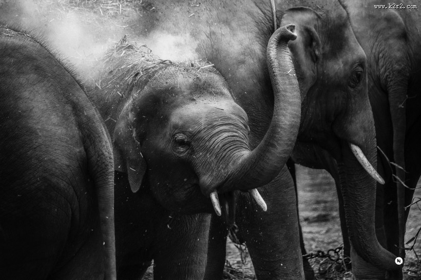 聚在一起的象群图片大全