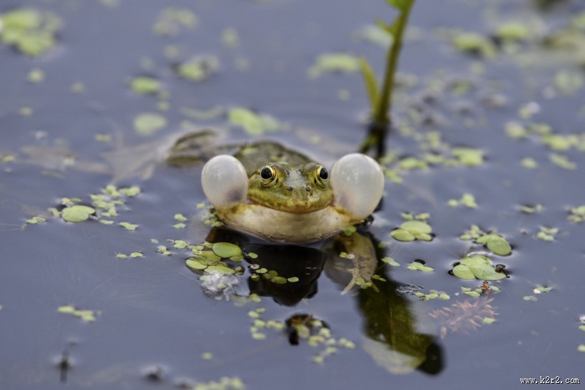 池塘里的青蛙图片