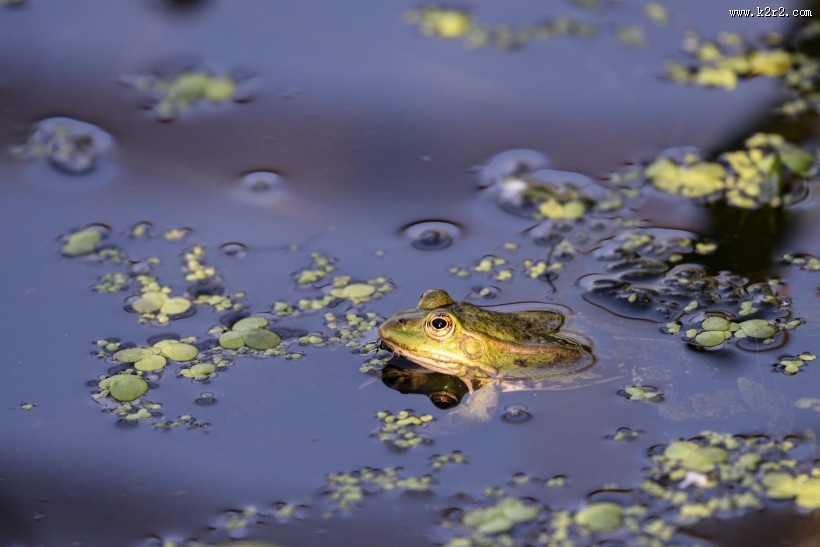 池塘里的青蛙图片
