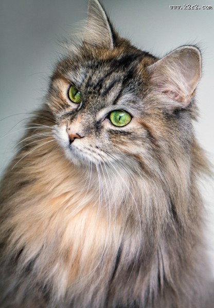 睁大双眼的小猫图片大全