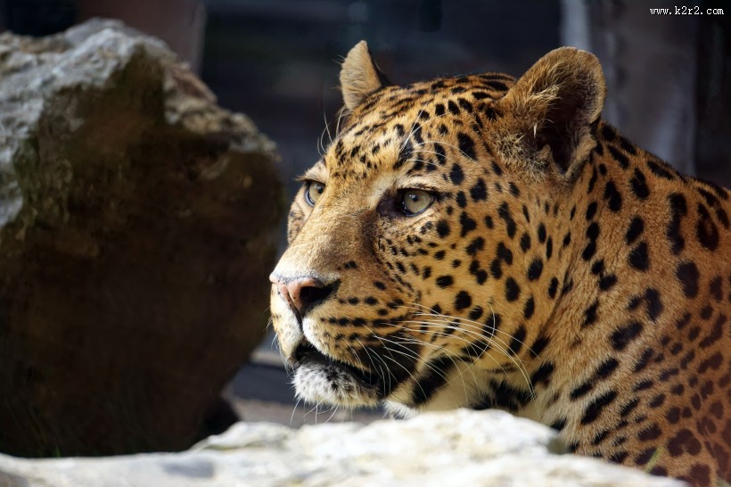 斑点众多的金钱豹图片