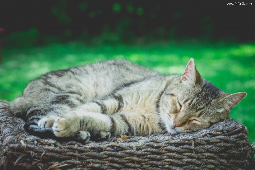 躺着睡觉的小猫图片