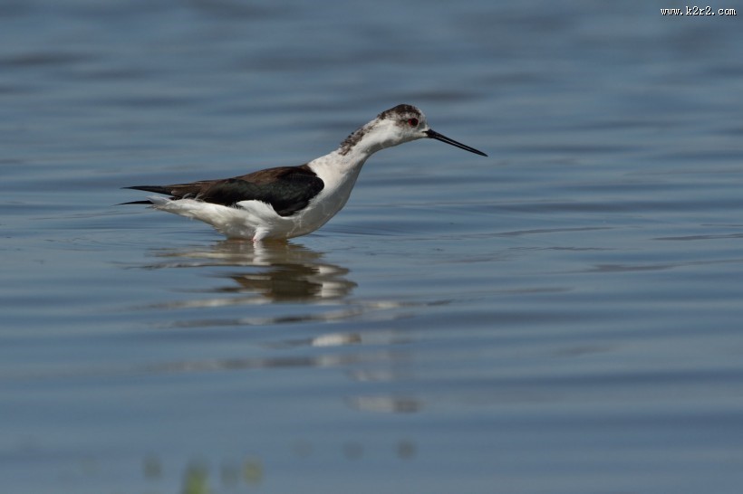 黑翅长脚鹬图片
