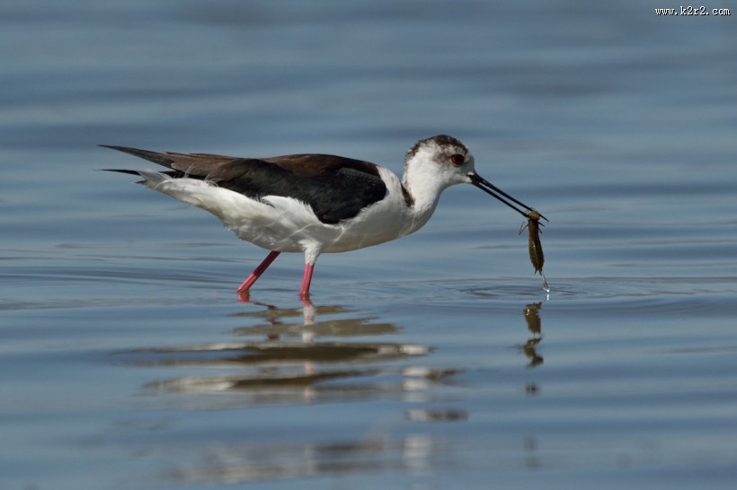 黑翅长脚鹬图片