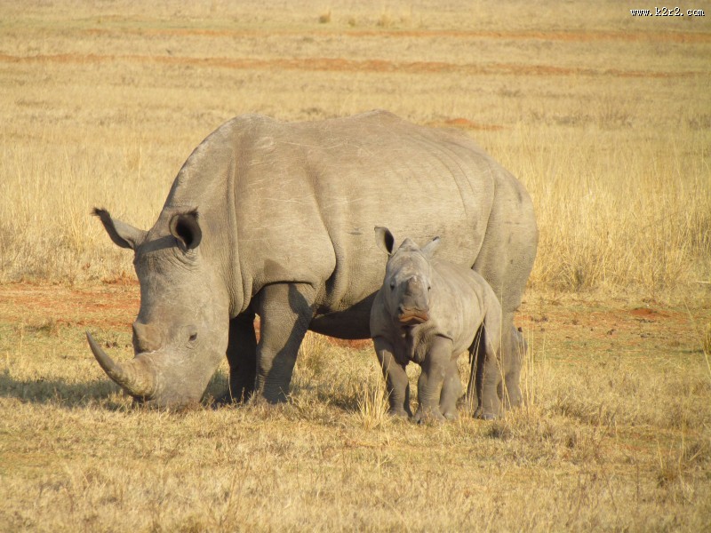 身体庞大的犀牛图片