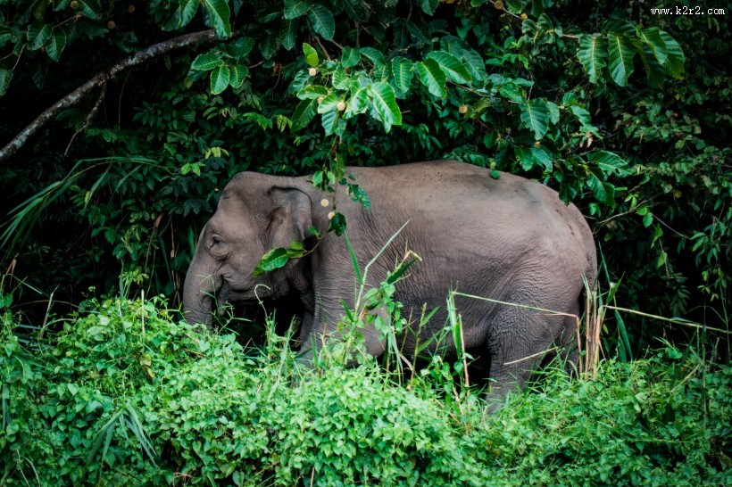 一头行走的大象图片大全