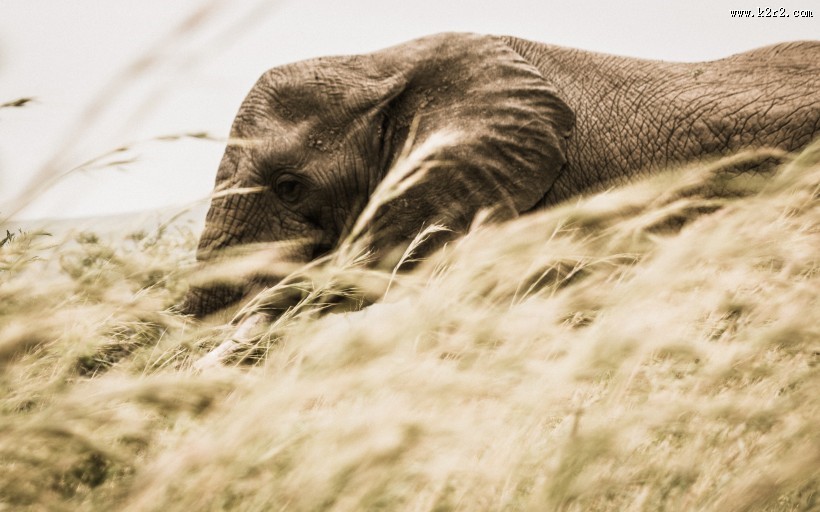 大象的头部图片