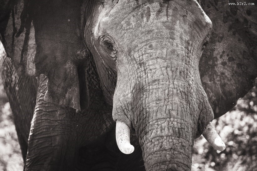 大象的头部图片