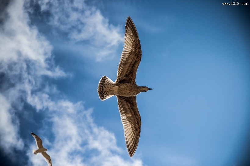 小巧玲珑的海鸥图片大全