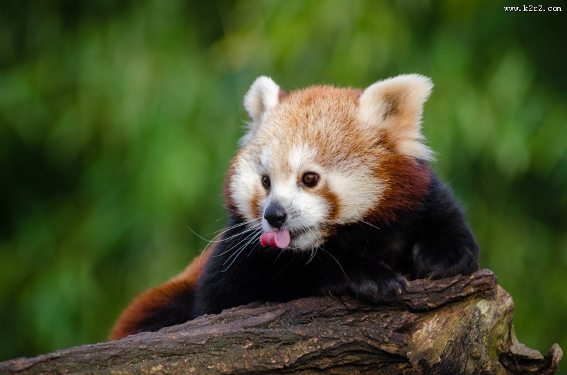 褐红色的小熊猫图片