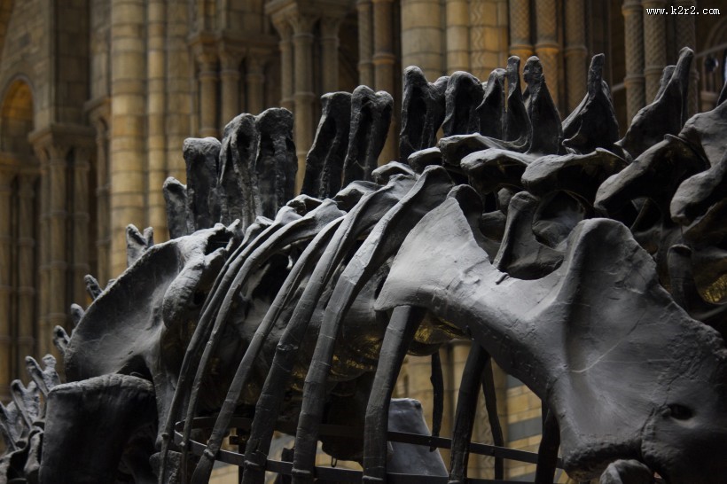 恐龙模型和恐龙化石图片