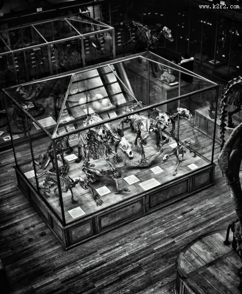 恐龙模型和恐龙化石图片