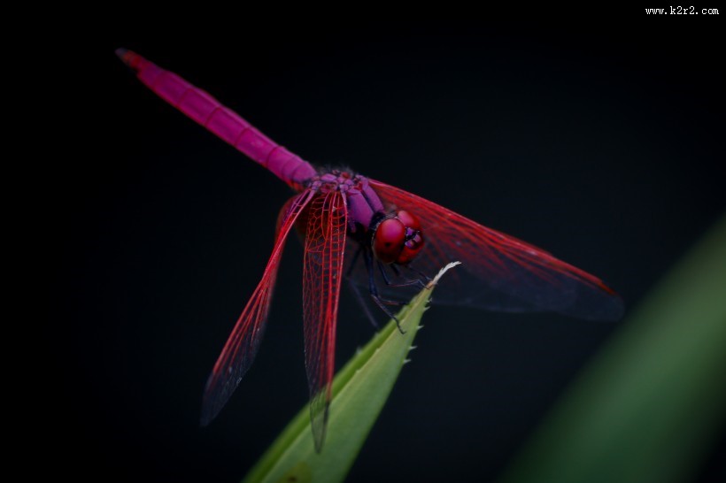 轻盈停落的蜻蜓图片