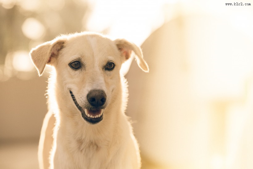 睁大双眼的小狗图片大全