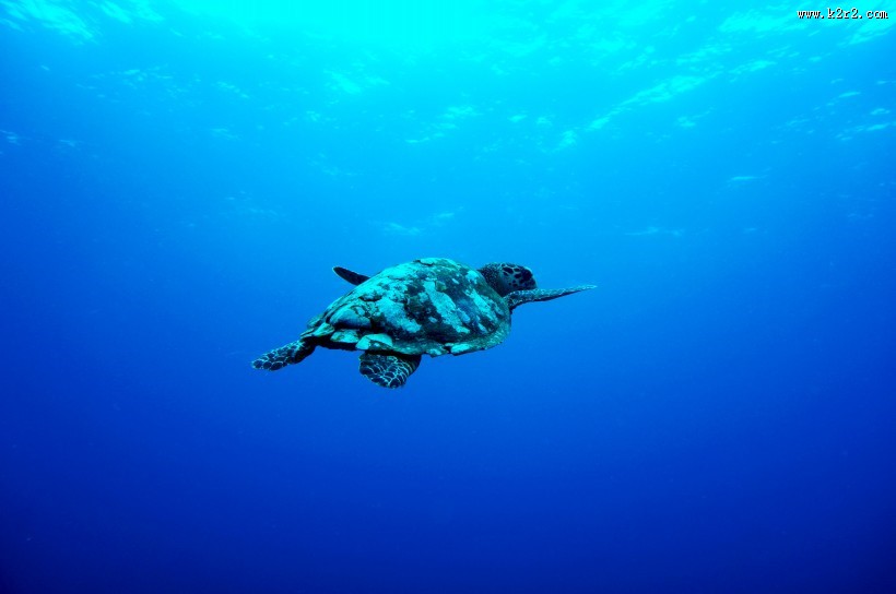 大海里的海龟图片大全