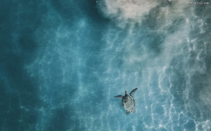 大海里的海龟图片大全