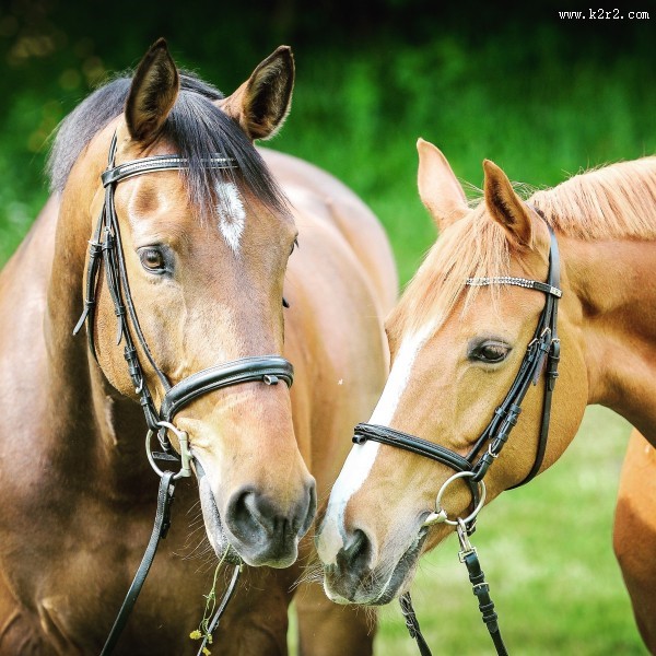 奔放的骏马图片