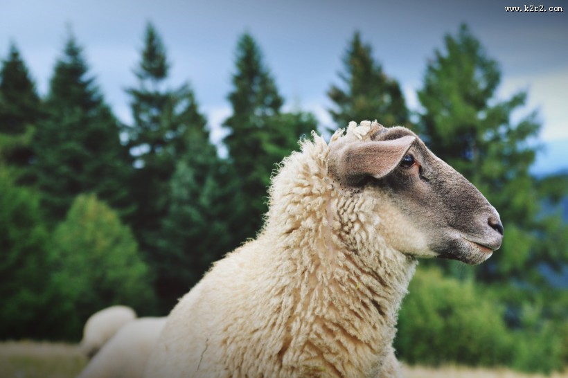 温顺的绵羊图片