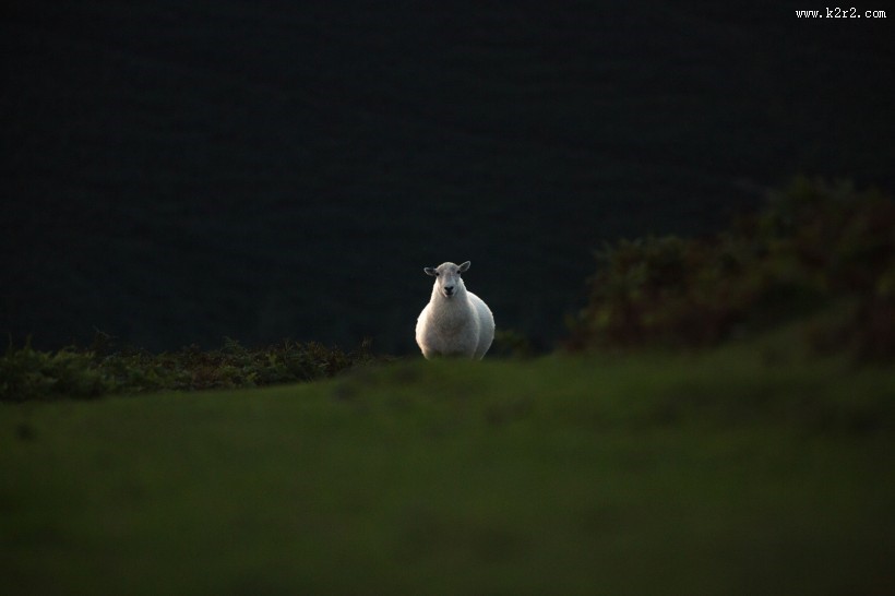 温顺的绵羊图片