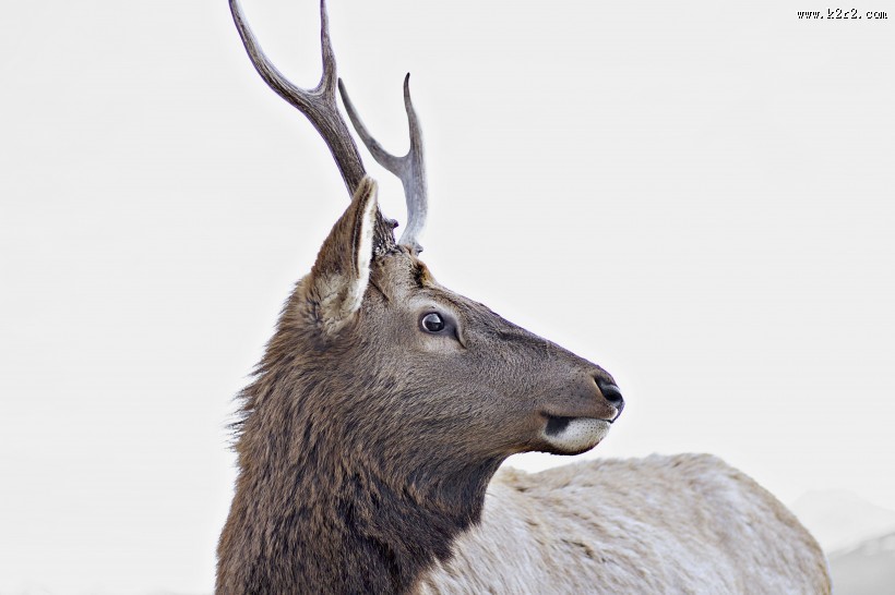 四不像的麋鹿图片