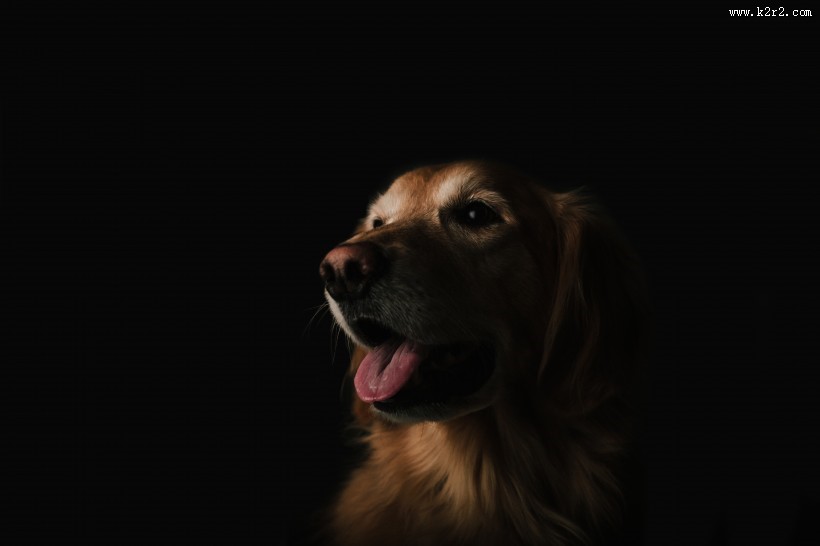 可爱的金毛犬图片大全