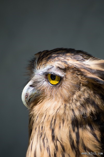 呆萌的猫头鹰图片大全