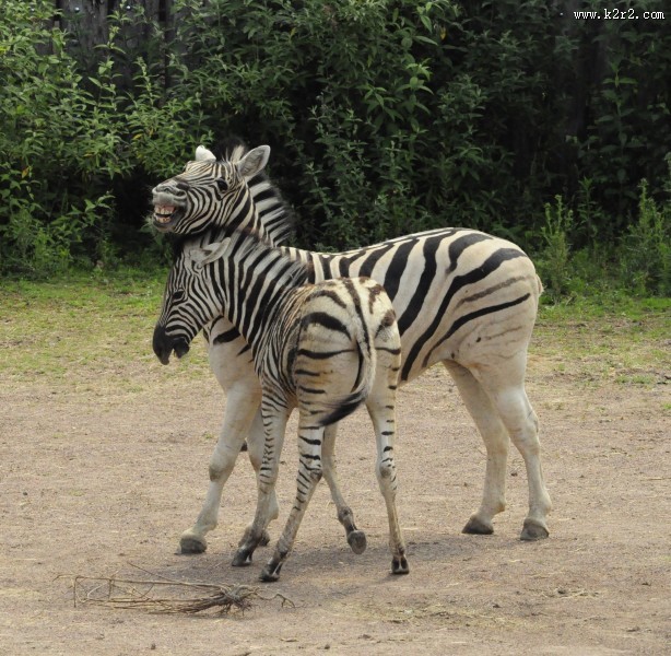 两匹斑马高清图片