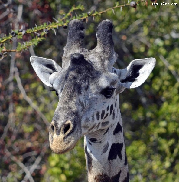 长颈鹿的头部图片