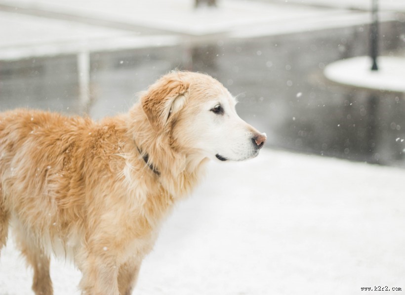 雪地里的宠物狗图片