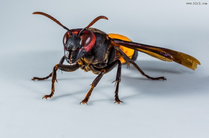 野生大黄蜂图片大全