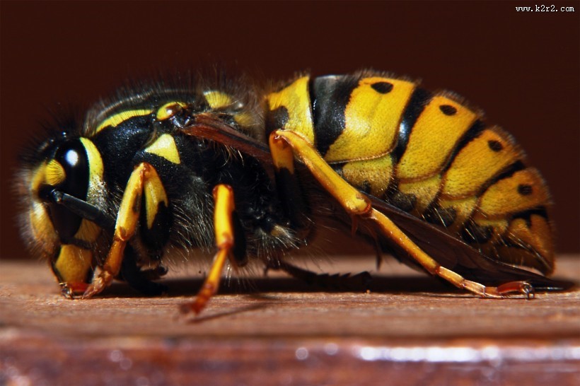 野生大黄蜂图片大全