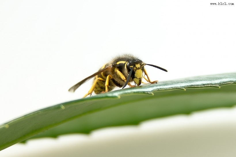 野生大黄蜂图片大全