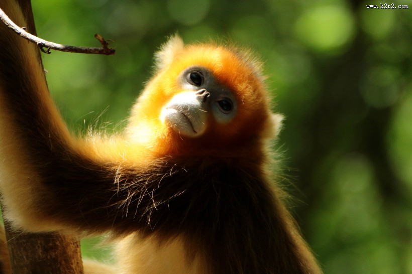 金丝猴图片