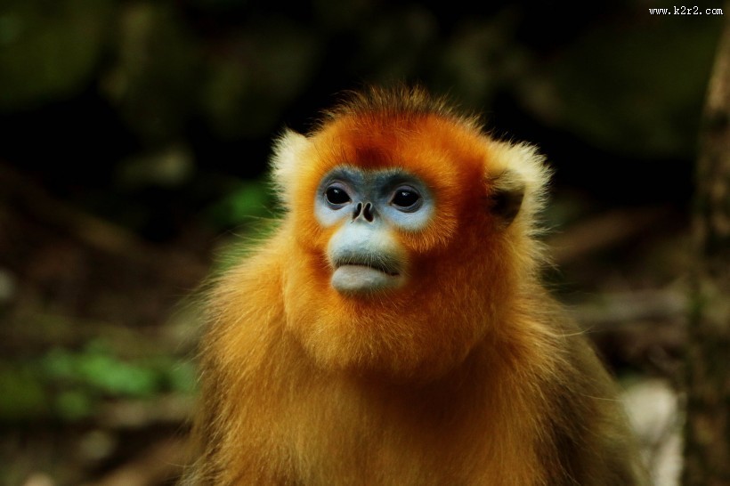 金丝猴图片