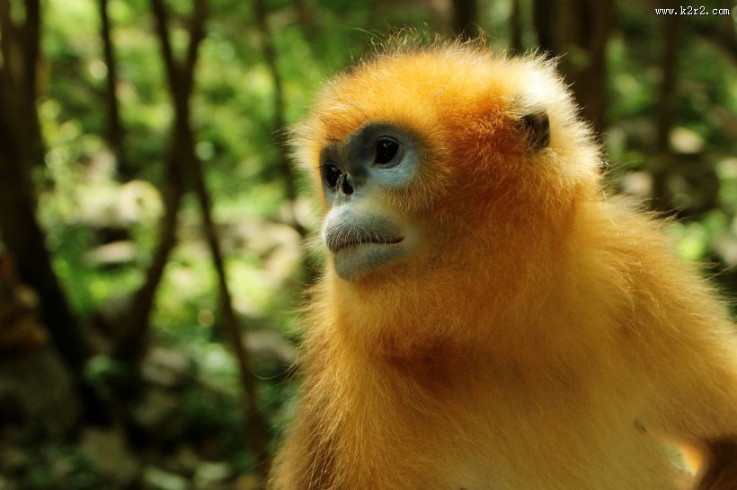 金丝猴图片