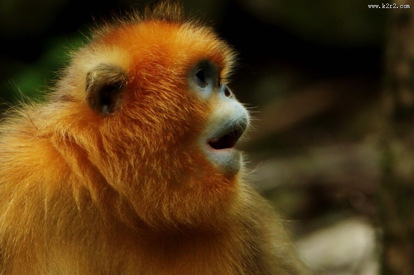 金丝猴图片