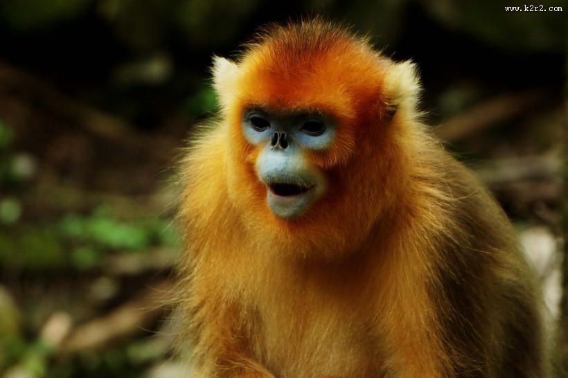 金丝猴图片